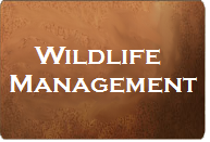 Ranch Consulting Wildlife Management in action - Deer Survey